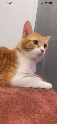 Lost Male Cat last seen Warren 10mile, Warren, MI 48091