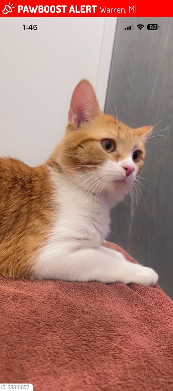 Lost Male Cat last seen Warren 10mile, Warren, MI 48091