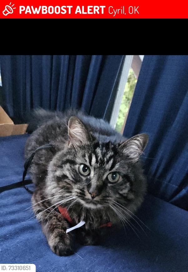 Lost Male Cat last seen Nebraska Ave, Cyril, OK 73029