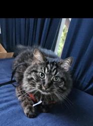 Lost Male Cat last seen Nebraska Ave, Cyril, OK 73029