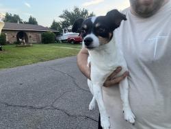 Found/Stray Male Dog last seen Near Lowe street, Panama City, FL 32405
