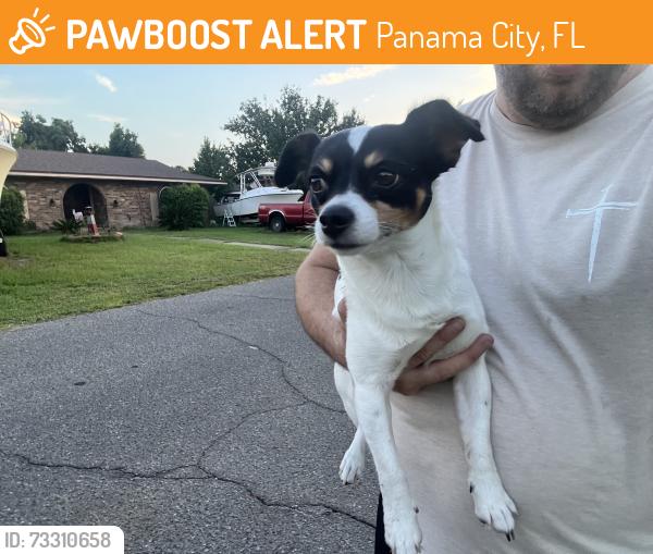 Found/Stray Male Dog last seen Near Lowe street, Panama City, FL 32405