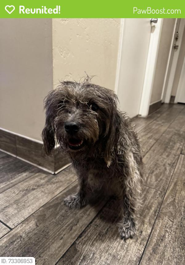 Reunited Female Dog last seen Chandler Boulevard and Dobson Road, Chandler, AZ 85224