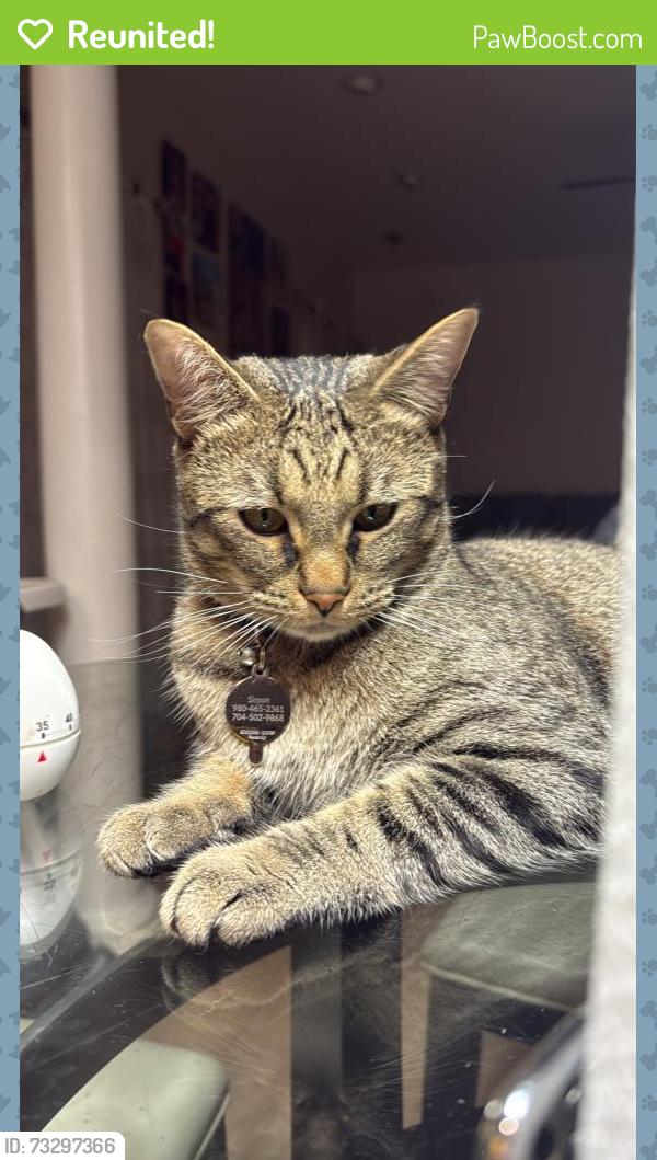 Reunited Male Cat last seen Reigate Road, shopping center near PNC music pavilion, and the PNC music pavilion itself, Charlotte, NC 28262