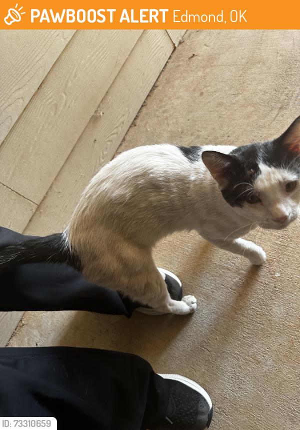 Found/Stray Male Cat last seen Near degrees north apmts, Edmond, OK 73012