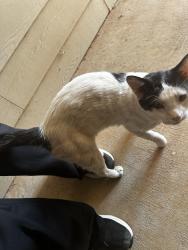 Found/Stray Male Cat last seen Near degrees north apmts, Edmond, OK 73012