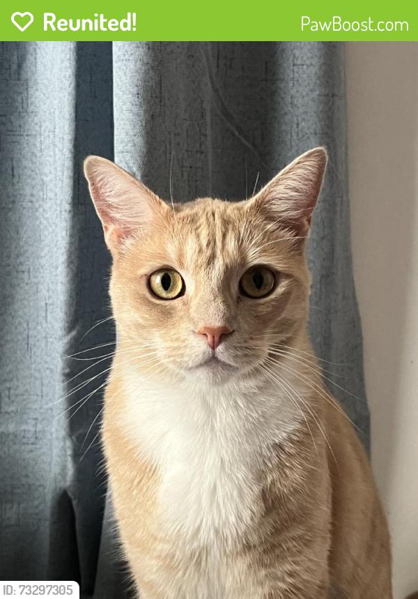 Reunited Male Cat last seen Near Brand Blvd, Mission Hills, CA 91345, USA, Los Angeles, CA 91345