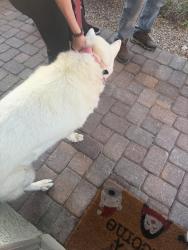 Reunited Unknown Dog last seen Lamb and centennial, North Las Vegas, NV 89081