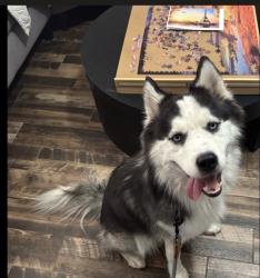 Reunited Male Dog last seen Fort Worth, TX, USA, Fort Worth, TX 76102