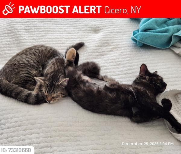 Lost Female Cat last seen On the porch of 8597 Cobalt Drive, Cicero, NY 13039