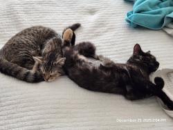 Lost Female Cat last seen On the porch of 8597 Cobalt Drive, Cicero, NY 13039