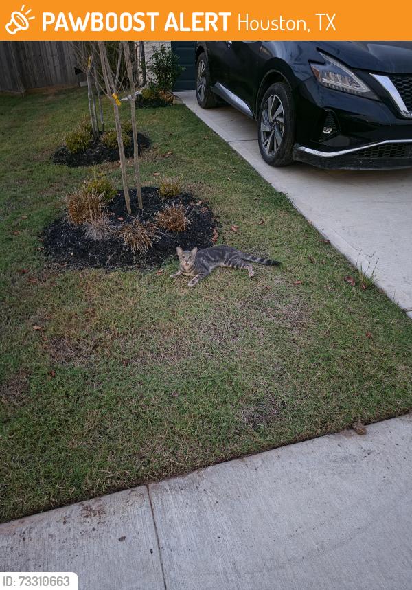 Found/Stray Unknown Cat last seen Frosted Elfin and Yellow Wild Indigo Lane in Prairieland Village, Houston, TX 77429