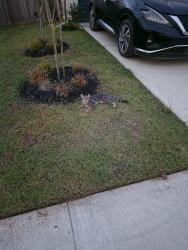 Found/Stray Unknown Cat last seen Frosted Elfin and Yellow Wild Indigo Lane in Prairieland Village, Houston, TX 77429