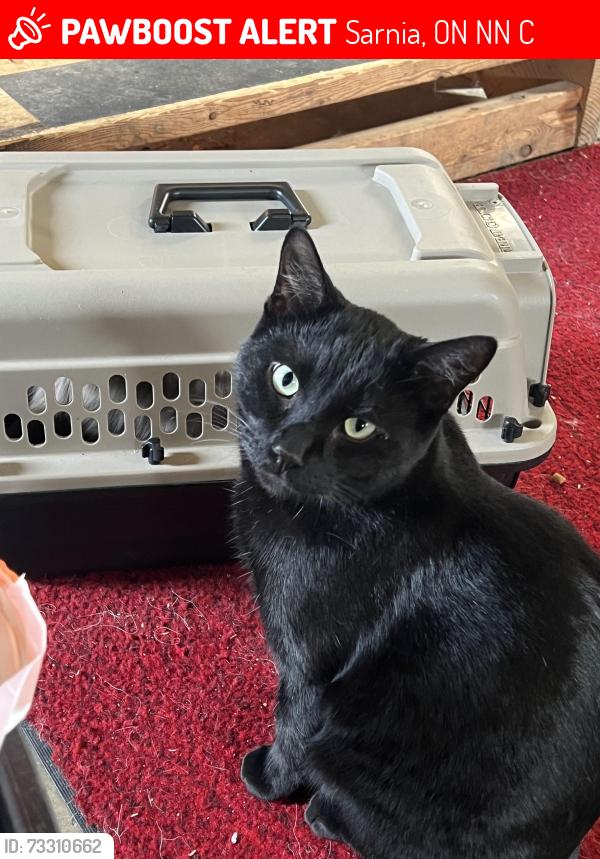 Lost Male Cat last seen Waterworks and Michigan intersection, Sarnia, ON N0N 1C0