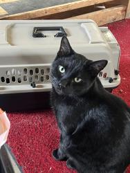 Lost Male Cat last seen Waterworks and Michigan intersection, Sarnia, ON N0N 1C0