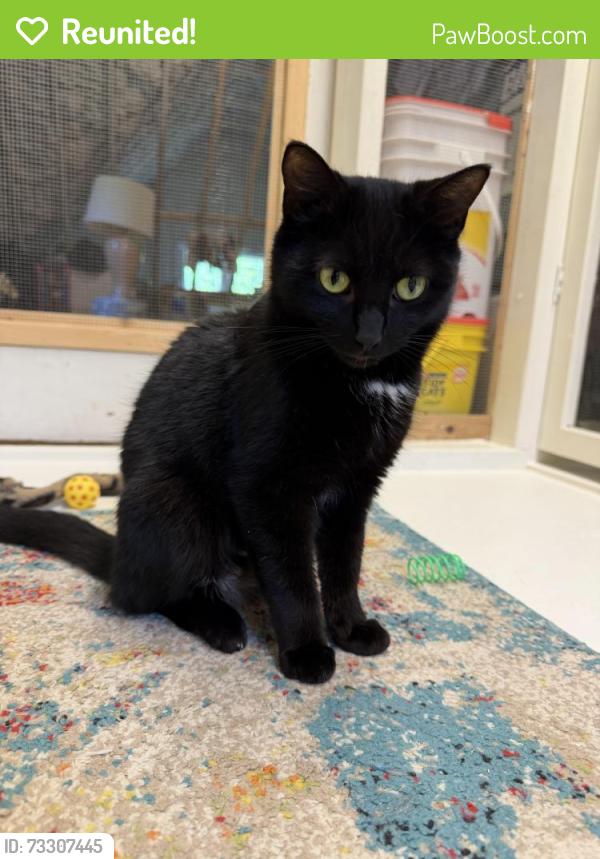 Reunited Female Cat last seen Triangle Place, East Cornwallis Rd, Durham, NC 27713