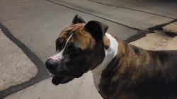 Found/Stray Female Dog last seen Bernard Street and Highland Street, Denton, TX 76201