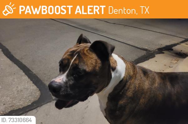 Found/Stray Female Dog last seen Bernard Street and Highland Street, Denton, TX 76201