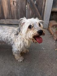 Reunited Unknown Dog last seen Found dog on Ventura Rd near Naval Base in Port Hueneme, Port Hueneme, CA 93041
