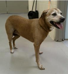 Reunited Female Dog last seen Longwood Lake Mary Road, Seminole County, FL 32750