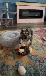 Reunited Male Dog last seen Westcreek and wren, Fort Worth, TX 76133
