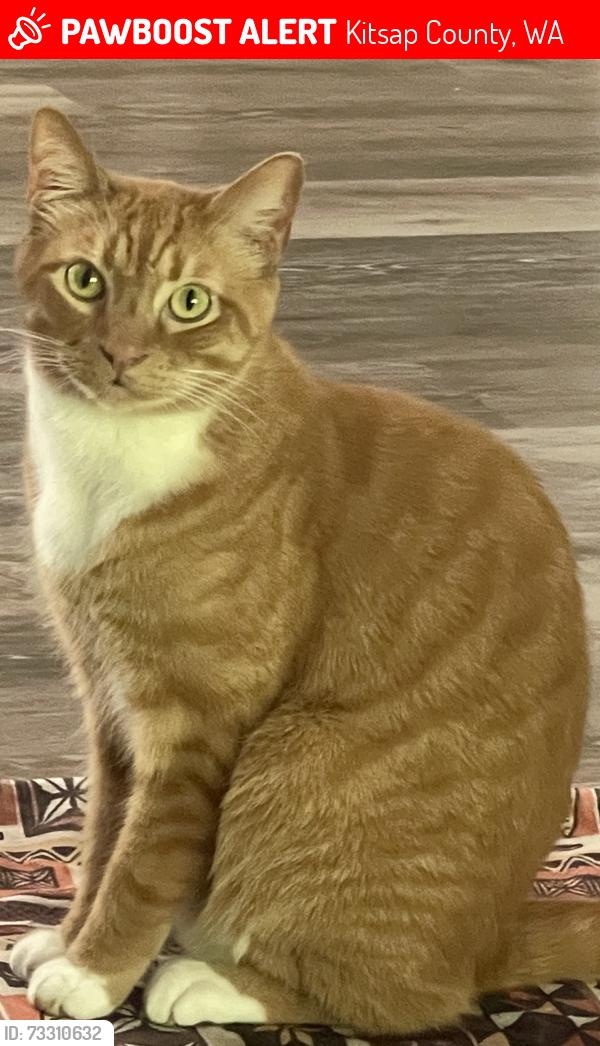 Lost Male Cat last seen NE John Carlson Rd, Kitsap County, WA 98311
