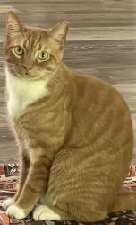 Lost Male Cat last seen NE John Carlson Rd, Kitsap County, WA 98311