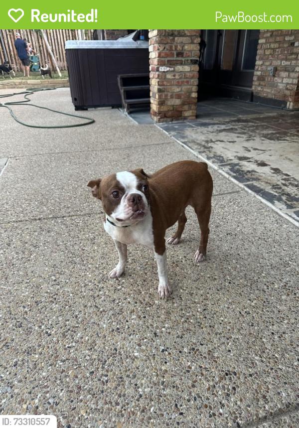 Reunited Male Dog last seen Boca Raton & Timberview Ct, Fort Worth, TX 76112