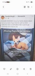 Lost Male Dog last seen Edison and clearwaters, Kennewick, WA 99336