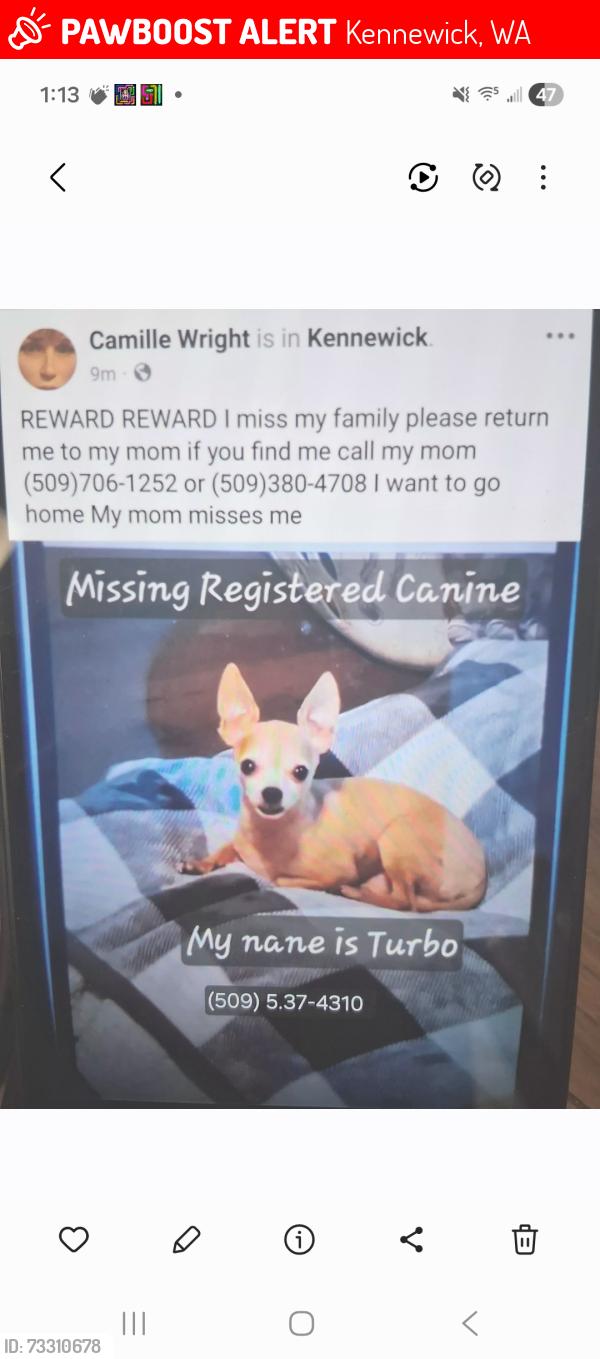 Lost Male Dog last seen Edison and clearwaters, Kennewick, WA 99336