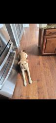 Reunited Female Dog last seen near Malbon Bros corner mart on General Booth Blvd, Virginia Beach, VA 23454