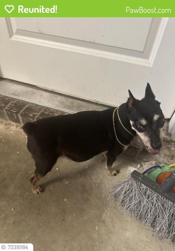 Reunited Female Dog last seen Kealy, Lewisville, TX 75057