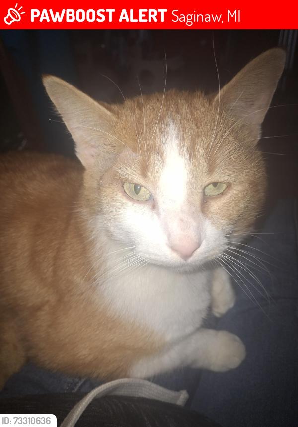 Lost Male Cat last seen His tracking collar last updated at 2057, sunset ln, I did talk to the owner and they have not seen him., Saginaw, MI 48604