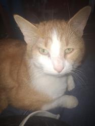 Lost Male Cat last seen His tracking collar last updated at 2057, sunset ln, I did talk to the owner and they have not seen him., Saginaw, MI 48604