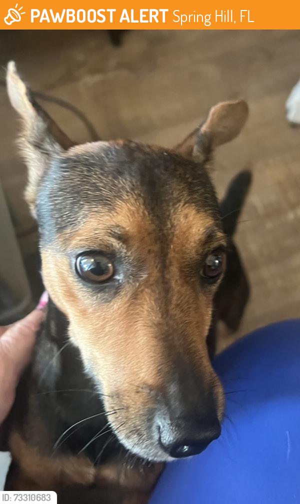 Found/Stray Unknown Dog last seen linden and mariner, Spring Hill, FL 34608