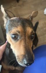 Found/Stray Unknown Dog last seen linden and mariner, Spring Hill, FL 34608