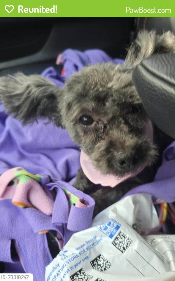 Reunited Female Dog last seen Old Spanish Trl/Morrison, Brownsville, TX 78520