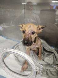 Shelter Stray Female Dog last seen Near BLOCK NW LOOP 410, 4710 TX-151, San Antonio, TX 78227, USA