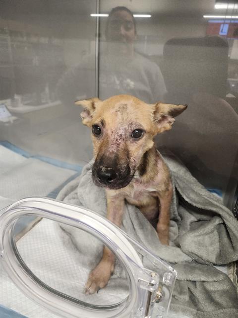Shelter Stray Female Dog last seen Near BLOCK NW LOOP 410, 4710 TX-151, San Antonio, TX 78227, USA