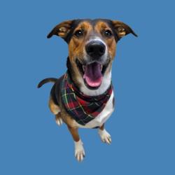 Shelter Stray Male Dog last seen Near BLOCK CLEARVIEW ST, TEHACHAPI CA 93561, 3951 Fruitvale Ave, Bakersfield, CA 93308, USA