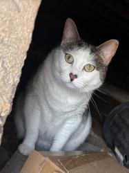 Lost Female Cat last seen Carlyle ave 78st near church, Miami Beach, FL 33141