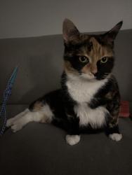 Lost Female Cat last seen Talus apmts, Great Falls, MT 59405