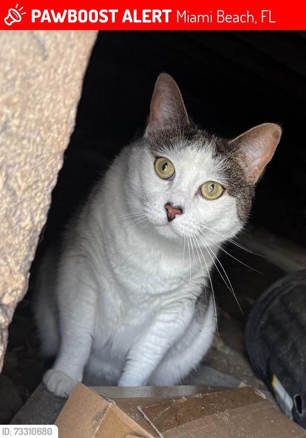 Lost Female Cat last seen Carlyle ave 78st near church, Miami Beach, FL 33141
