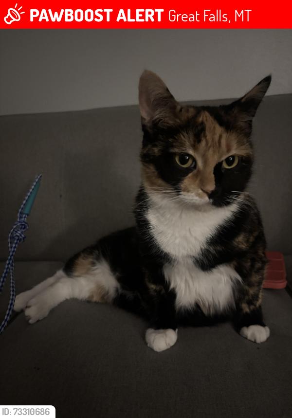 Lost Female Cat last seen Talus apmts, Great Falls, MT 59405