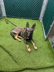 Shelter Stray Male Dog last seen , 11258 Garfield Ave, Downey, CA 90242, USA