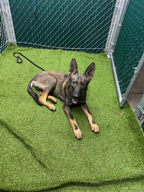 Shelter Stray Male Dog last seen , 11258 Garfield Ave, Downey, CA 90242, USA