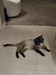 Reunited Male Cat last seen Near Caxton Ln,Brunswick OH 44212, Brunswick, OH 44212
