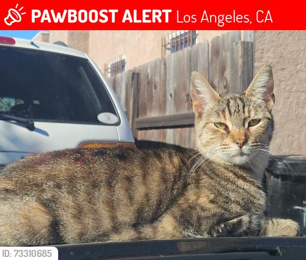 Lost Female Cat last seen 82nd and Main St., Los Angeles, CA 90003