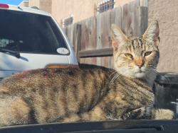 Lost Female Cat last seen 82nd and Main St., Los Angeles, CA 90003