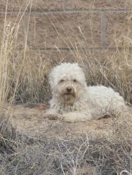 Reunited Female Dog last seen Kayenta Street and McMahon Boulevard, Albuquerque, NM 87114
